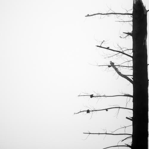 dead tree