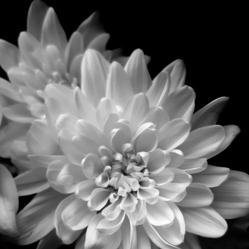 Dahlia