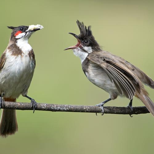 Red whiskered Bulbul feeding