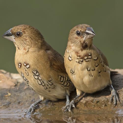 Scaly breasted munia juvenile