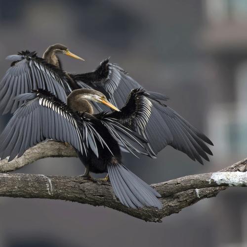 Indian Darter