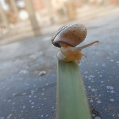 The snail