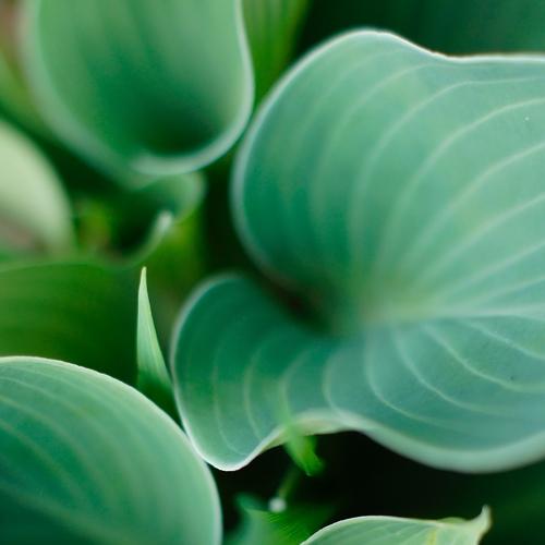 Green love