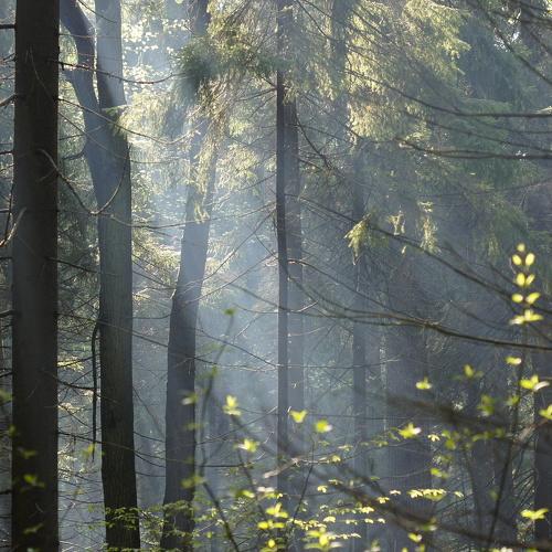 Sunny light