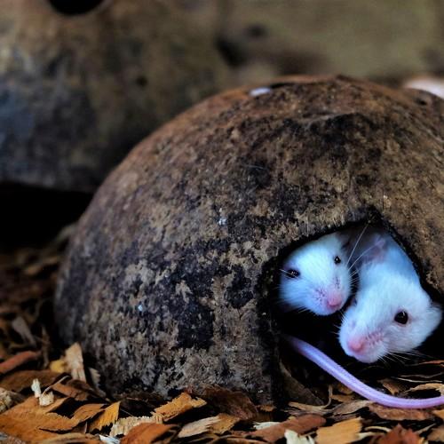 Roommates