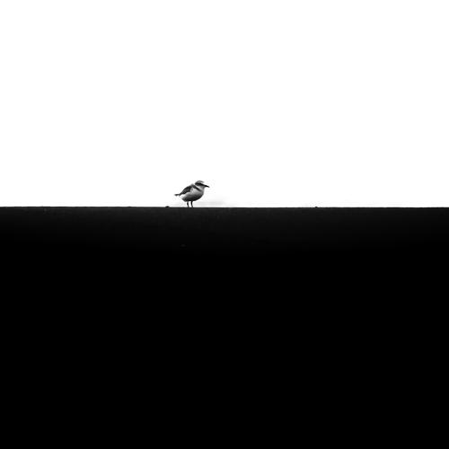 A LITTLE BIRD
