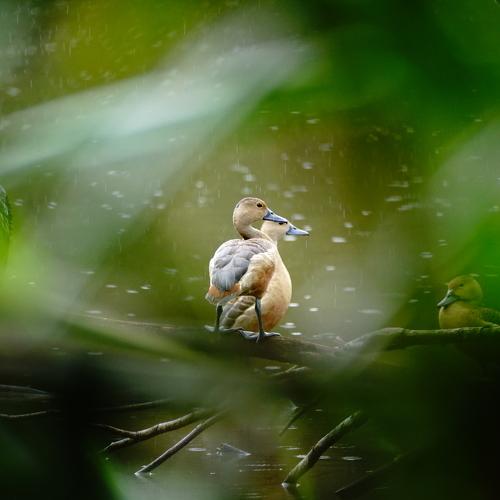 Chilling in the sunny rain