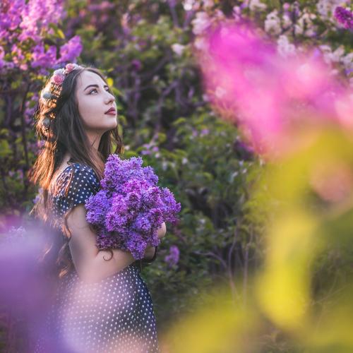 Lilac Paradise