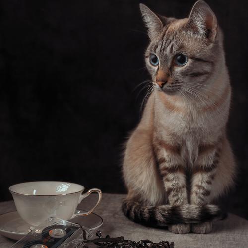 Любопытство