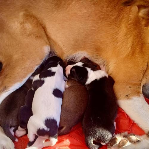 Bébé dog's