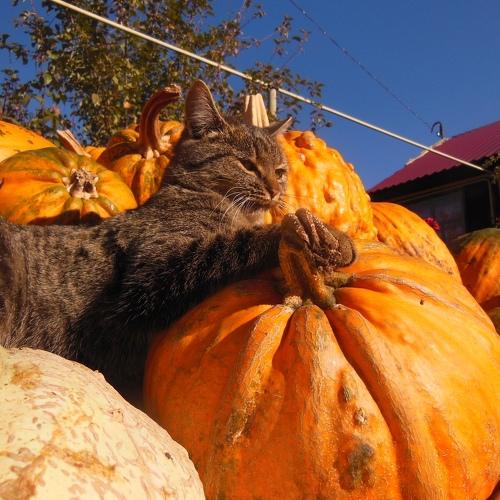 Photo #3218776