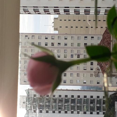 Urban Rosie