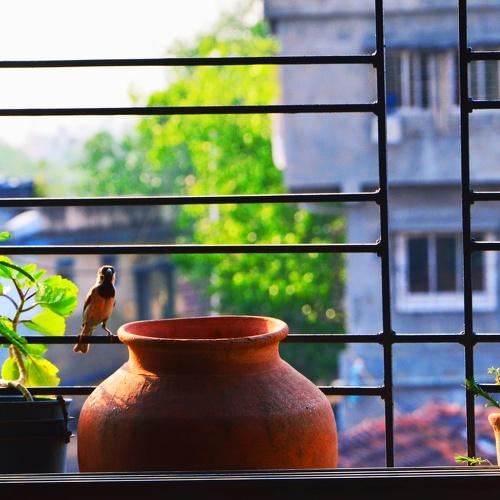 A Glimpse of Serenity