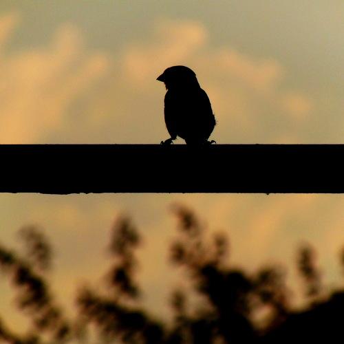 Photo #3220421