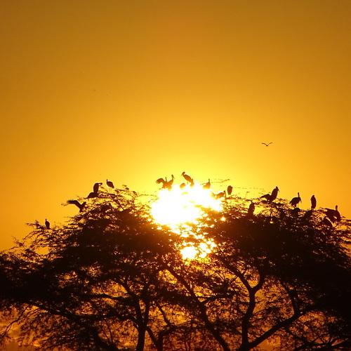 Birds resting on the sun