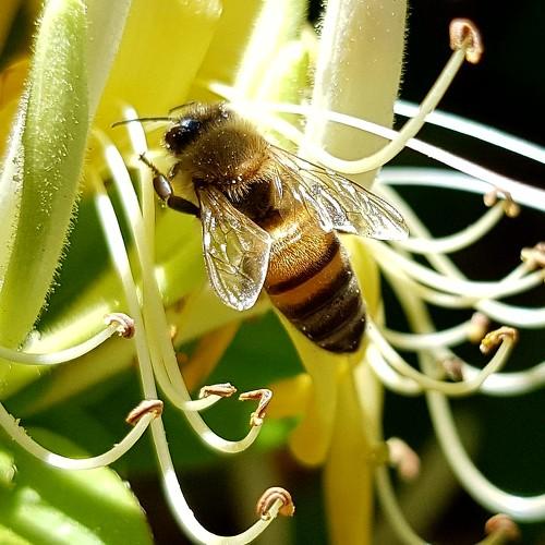 Honeybee