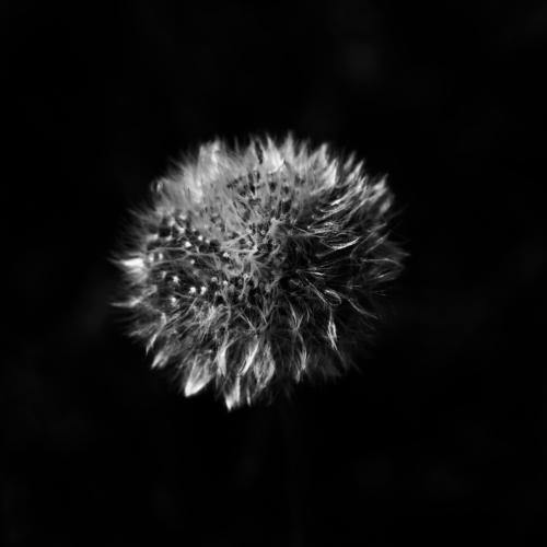 Subtle dandelion