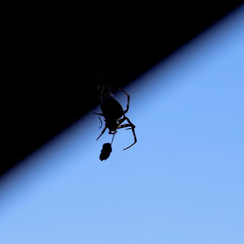 Spider