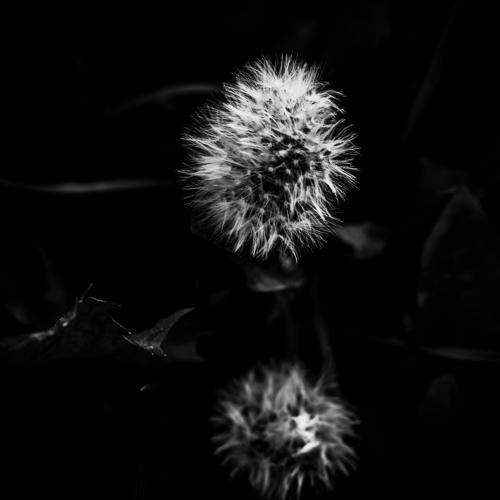 Subtle dandelion
