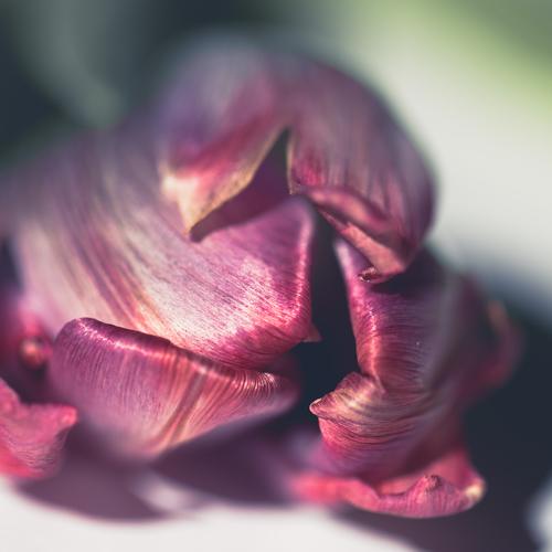 Pink tulip