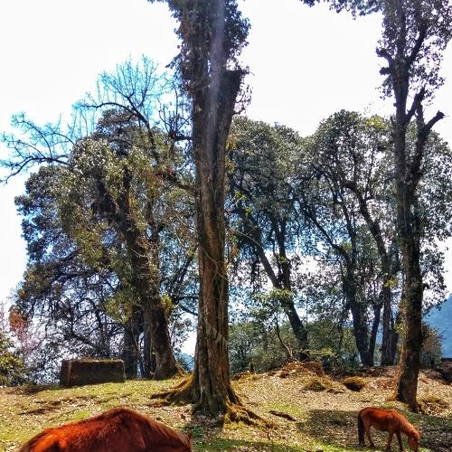 Grazing