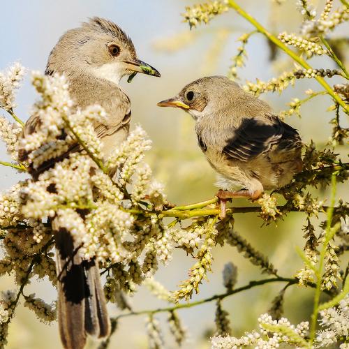 mother and nestling