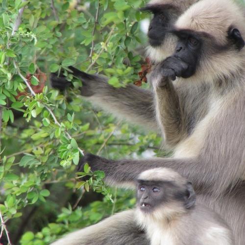 Monkeys