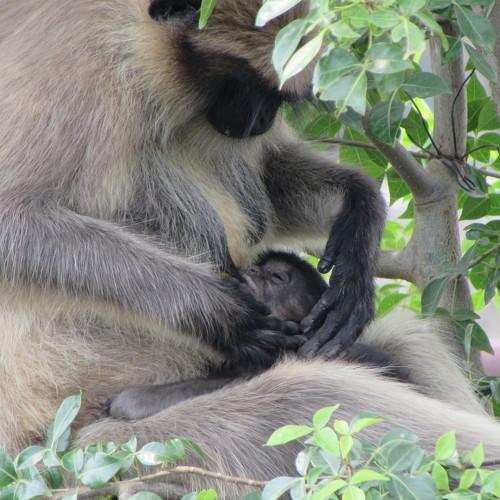 Monkeys