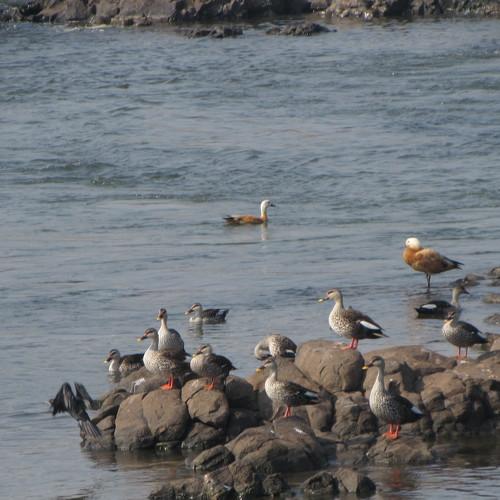 Birds with their offspring