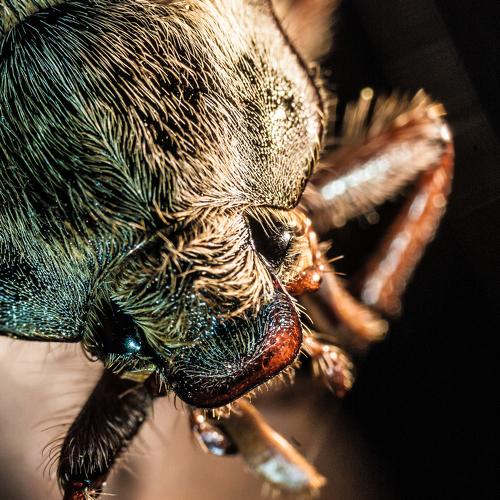 Beee
