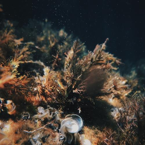 Photo #3230488