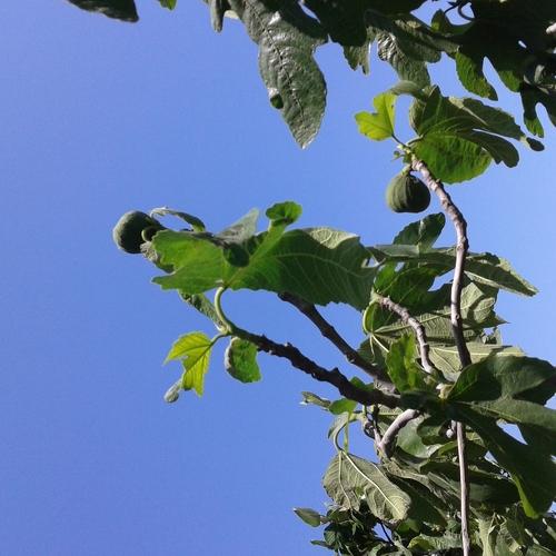 Fig fruit