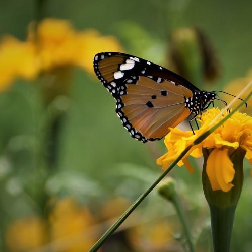 butterfly on yellow flowers