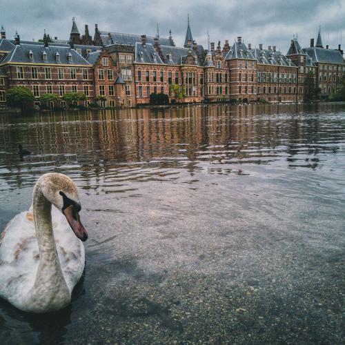 swan
