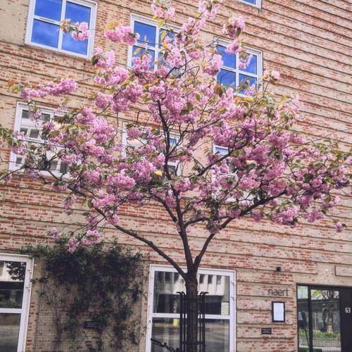 Tree in the alley