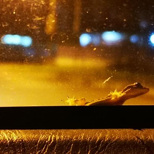 Lizard