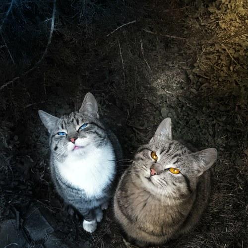 Кошас