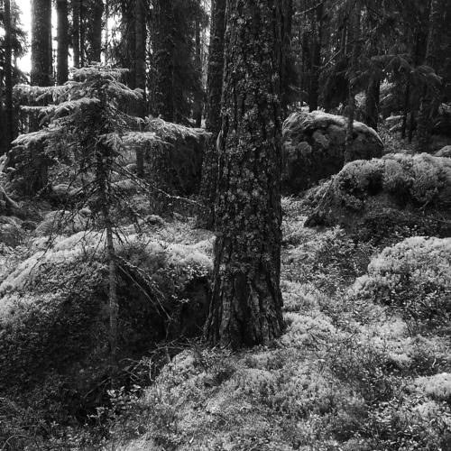 Sweden. And the stones grow trees...