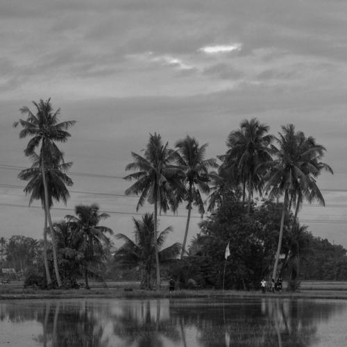 Paddy field