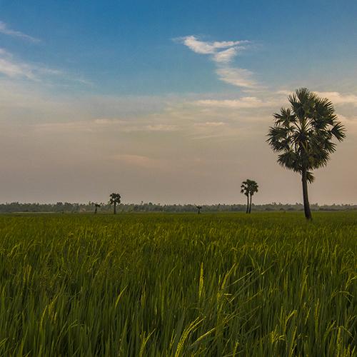 Farm Land