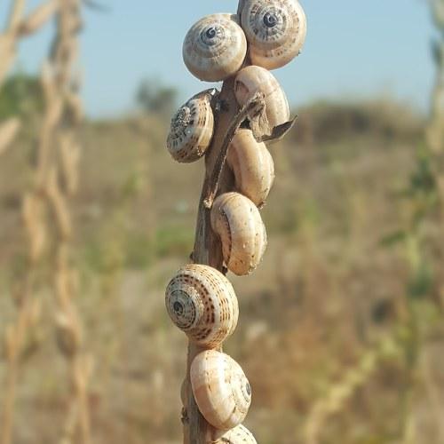 Snails decor