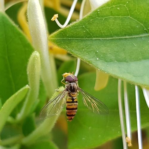 Yellow wasp