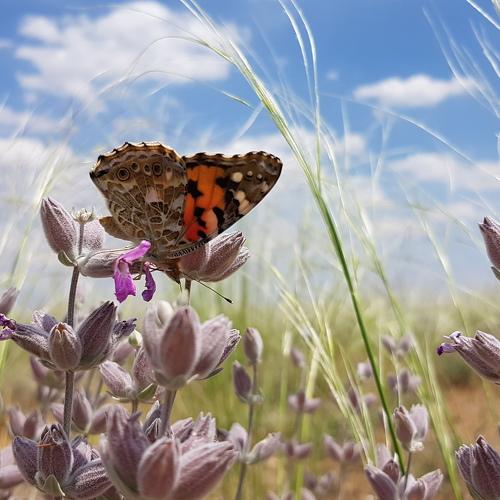 Butterfly
