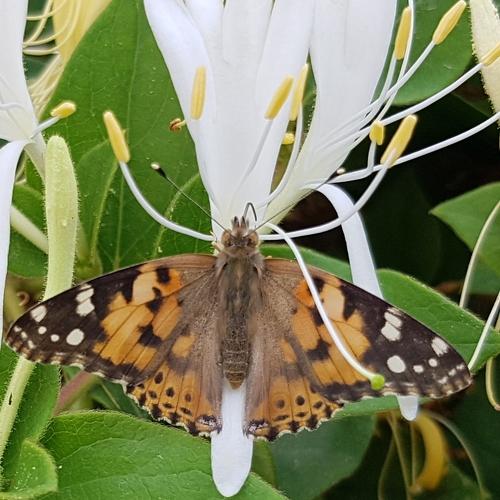 Butterfly Mix