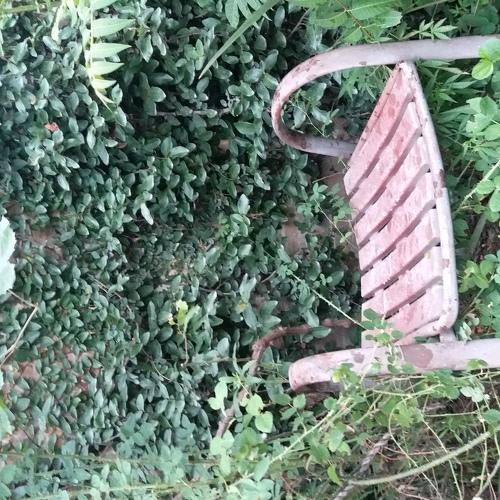 Chair in Greenery