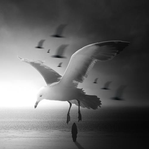 birds