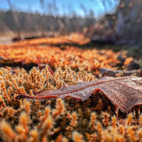 Морозное утро
