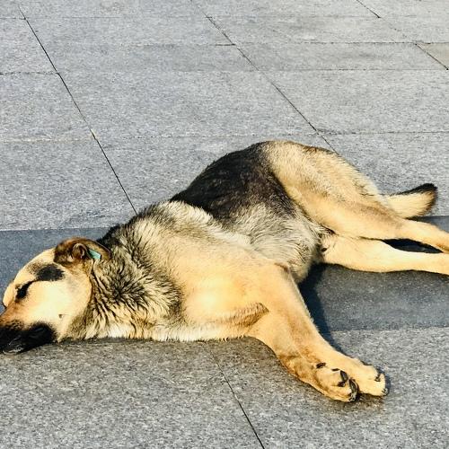 The sleeping king