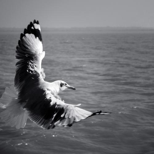 The Freedom