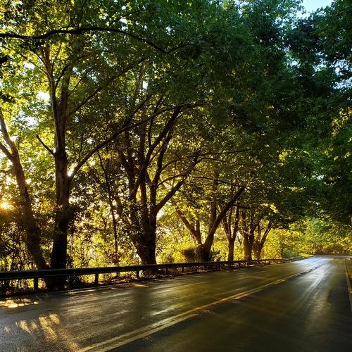 green tunnel on the road